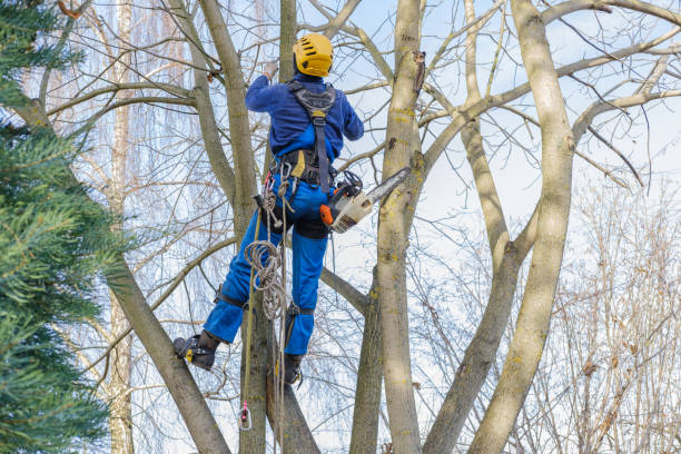 Best Root Management and Removal  in Cedartown, GA