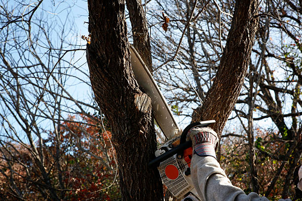 Best Tree Cabling and Bracing  in Cedartown, GA