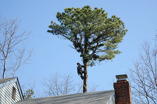 Best Weed Control  in Cedartown, GA