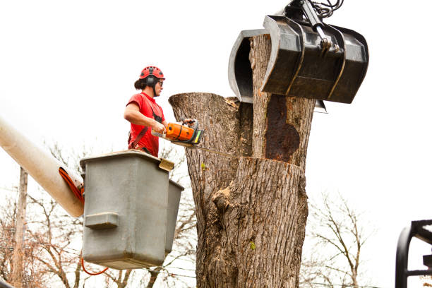 Best Palm Tree Trimming  in Cedartown, GA